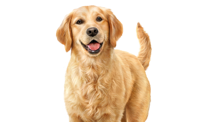 Puppy Category Tile